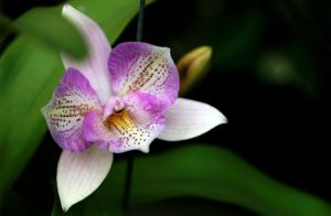 Flower, Orchid